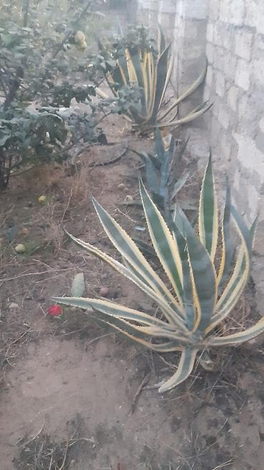 Aqava və palma bitkiləri - Aqava americana (yaşıl-zolaqlı və mavi-boz