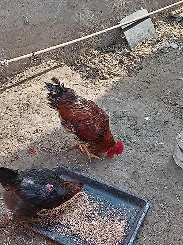 hinduska balasi satilir: Salam 8 ayliq xoruzdu tam sağlamdi öz he yetimin heyvandi banliyir — 6