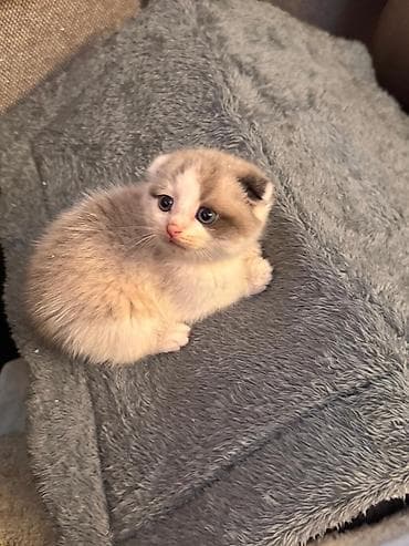 Şotland yastı qulaq — 1