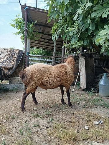 erkey quzu: Salam təmiz qala cinsi qoç satıram yaxşı iri heyvandı saxlanmalı — 8