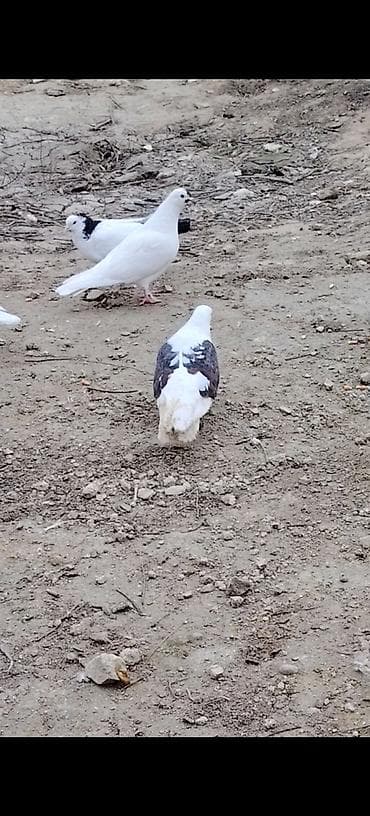 Pişiklər: Qowa cep hunkari mayadi. Erkeyi yoxdu deye satiram. Maraqlanan burada — 5