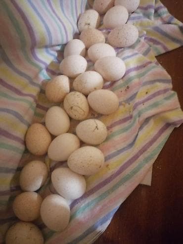 şar: Təbii emerkan bırozn yumurtası - Ev təsərrüfatında sərbəst gəzən — 1