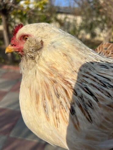 kend teserrufati: Toyuq, Yumurtalıq — 10