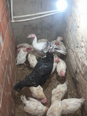 Hyundai: Həm kəsməyə həm damazdığ real alıcılar əlaqə saxlasın zəng çatmasa — 2