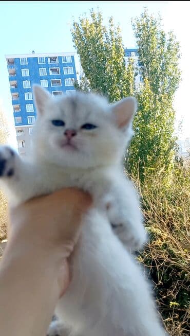 1 azn pişik: Britan, Erkək, Yaxşı əllərə, Ünvandan götürmə — 5