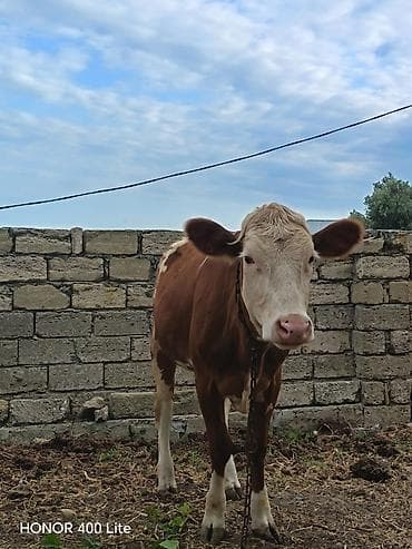 simmental: Dana, buzov, Dişi, ay: 10, Damazlıq — 1
