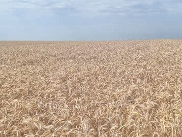 lezgi coreyi: Məhsul: Buğda (taxıl) Təsvir: - Geniş sahədə yetişdirilmiş, vahid və — 2