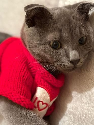 ev pisikleri satışı: Pişik satılır 100-manata. Şotlan pişiyi. oğlandır — 5