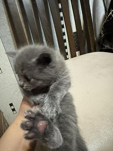 husky balasi satilir: Erkək, Dişi, Yaxşı əllərə — 5