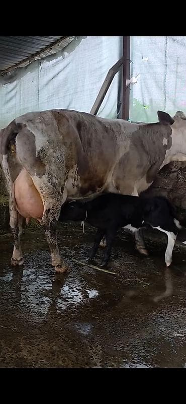itlerin satisi ve qiymetleri: Südlük inək və bala -cins sives süd verimi 21 lt qarantia verirem — 2
