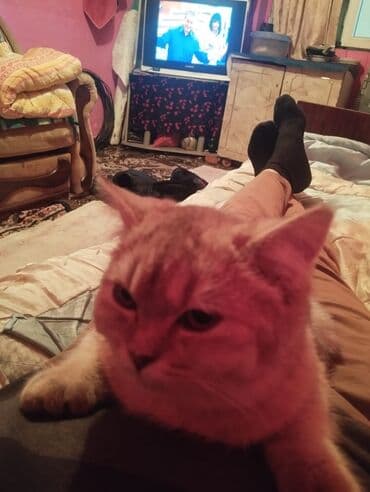 Bentley: Şotland, Dişi, Ünvandan götürmə — 6