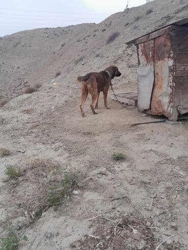 maraqli it adlari: İri cüssəli, qısa tüklü, tünd qəhvəyi rəng çalarlarında it. Boy ölçüsü — 8