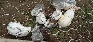 qoyun quzu nece yazilir: Atasi yeni Zelandiya bide kaliforniya qarisigidi anası yerli dovşandi — 3