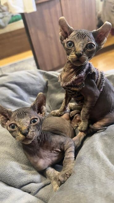 ev quş: Sfinks, Erkək, Yaxşı əllərə, Ünvandan götürmə — 6