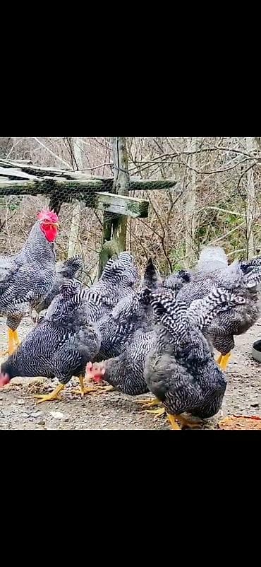 Digər heyvanlar: Toyuq, Damazlıq — 1