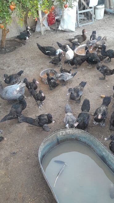 ruan ordək: Muscovy ördəkləri (indo-ördəklər) – müxtəlif rənglərdə sürü - — 2