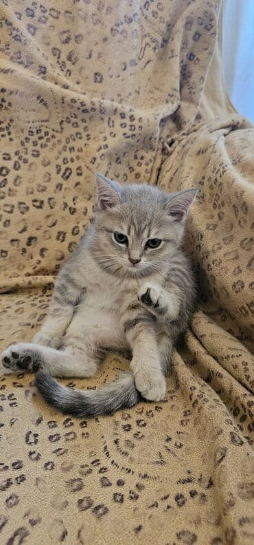 шотландская вислоухая серая: Шотландская, Самка, В добрые руки, Самовывоз, Платная доставка — 3