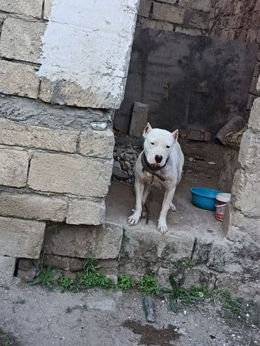 oglan it adlari: Ağ rəngli, əzələli, orta-böyük ölçülü it. Qısa tüklü, qulaqları kəsik — 8