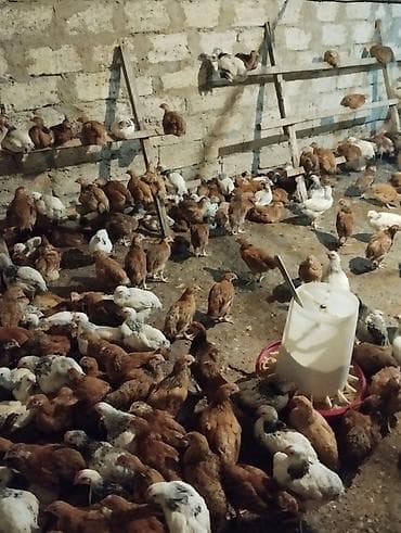 Hinduşkalar: Toyuq, Ətlik — 1