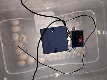 İnkubatorlar: Bütün növ quşlaq üçün — 7