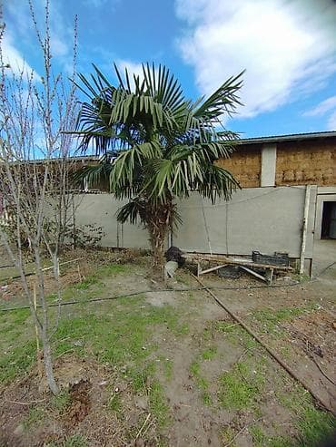 maral sekli: Trachycarpus fortunei (Külək Palma ağacı) – dekorativ, həmişəyşil — 4