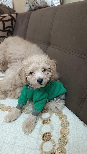 itləri: Pudel — 4