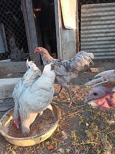 ev qus: Afstroloplqr Satılır: kənd toyuqları (qarışıq rənglər və cins — 1