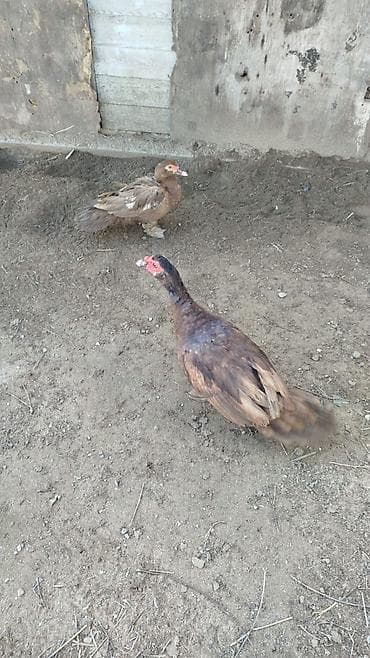 Gəmiricilər: Salam tam sağlam heyvanlardir — 3