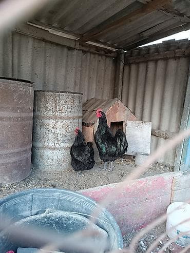 quş vuran: Təmiz qan avstralorp yumurtası satılır. istəyən əlaqə saxlasın — 3