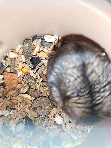 dele heyvan: 20 25 manat arası təcili satılır — 4