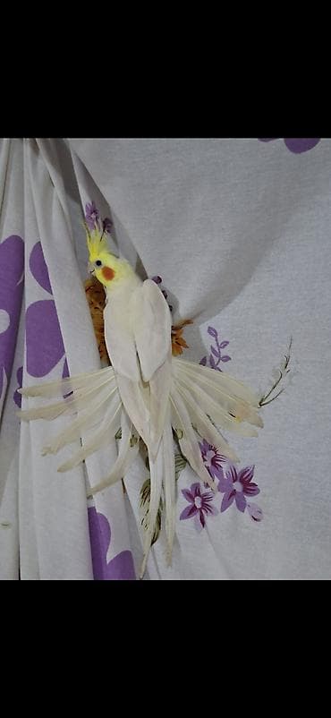 K/t heyvanları və malları: Karalla cut satilir 10 ayliq yumurtlamaga tam hazir yuvaya girib cixir — 1