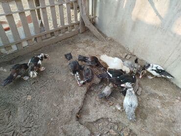 Muscovy ördək balaları (indo duck) – müxtəlif rənglərdə - Şəkillərdə — 5