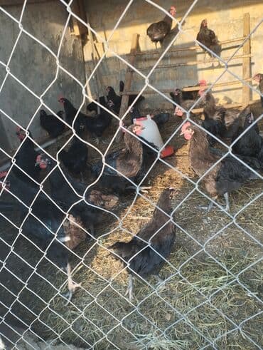 cins ineklerin qiymeti: Toyuq, Yumurtalıq — 4