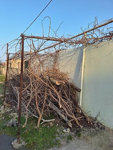 Salam 1 qazel quru meyvə odunları satılır təndir ocağ istidafəsi üçün