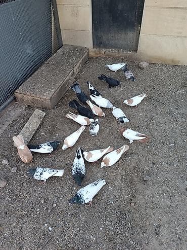 Yerli və iran cinsləri. Quşlar fərqli qiymətlərə satılır. Kütdə