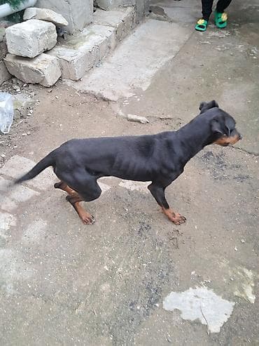 itlər doberman: Doberman — 4