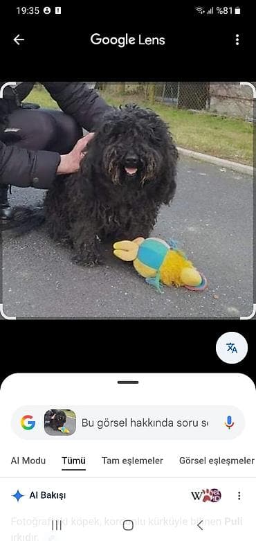 Digər heyvanlar: Məhsul: Qara rəngli, uzun və sıx, buruq/halqalı tüklərə malik — 1