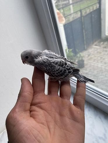 quşlar: Salam hamıya gördüyünüz bala quşlar satılır əsil ələ öyrediləsi — 10