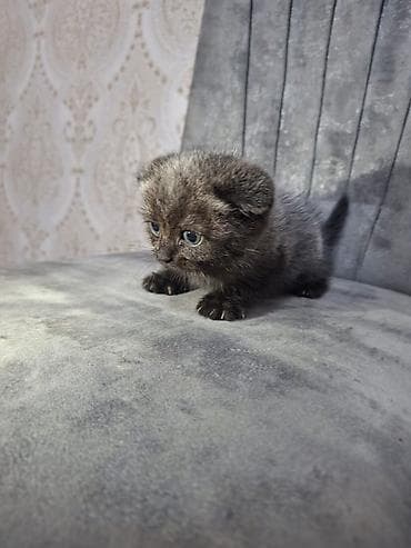 Şotland yastı qulaq