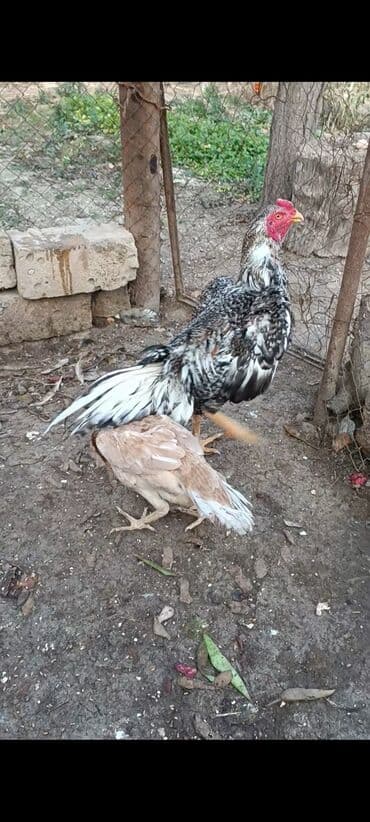 Cücələr: Xoruz, il: <1 — 2