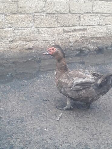 3 toyuq 3 gune 3 yumurta: Xoruzlar 50 manat Fereler 30 manat.Lavanda ordeyleri — 9