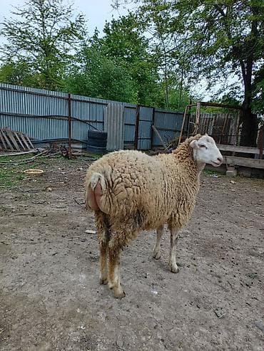 Erkək quzu 6aylıqdı. Vidyosuda var