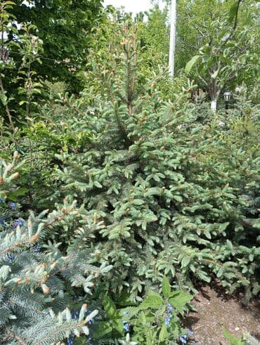 dibcək gulləri ev gulleri ve adlari: Hərkəsə salam😀 Quba ərazisində krimlovski şam ağaclarının topdan və — 4