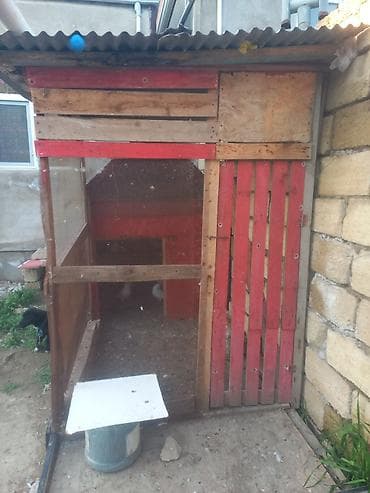 berde mal bazari: Salam bu quşxan satılır - Konstruksiya: taxta karkas, damı şiferdən — 2