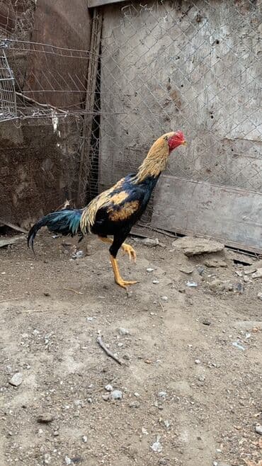 heyratı barter: Xoruz, Heyratı, il: 1 — 3