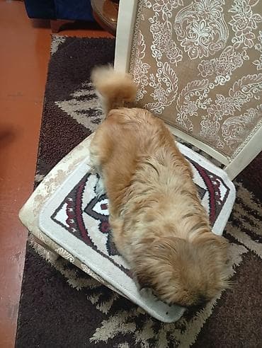 bitbul iti: Pekines, 2 il, Dişi, Peyvəndli, Ünvandan götürmə — 4