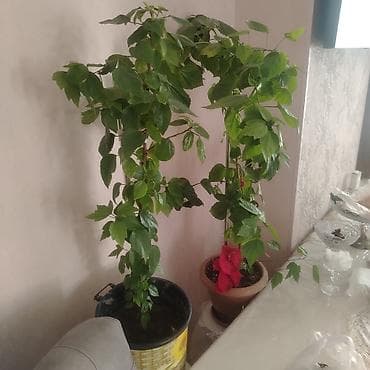 bitki: Ev üçün dekorativ otaq bitkiləri dəsti Təsvir: - 2 ədəd hibiskus (Çin — 1