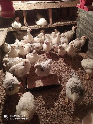 karlik dovsan satisi: Toyuq cücələri, Ətlik — 3