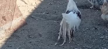 heyvan bazari keci: Ağ-qırmızı ləkəli döyüş tipli xoruz - Rəng: əsasən ağ, kürək və — 7