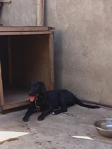 poodle satışı: Labrador-retriver, 5 ay, Ünvandan götürmə — 3